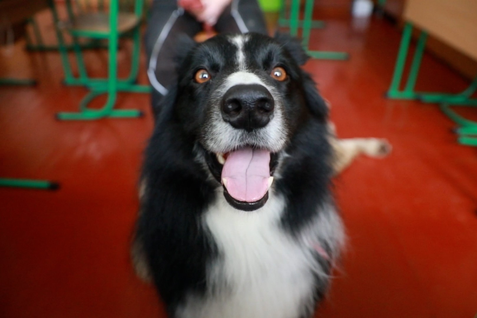 Terapihund i Ukraine