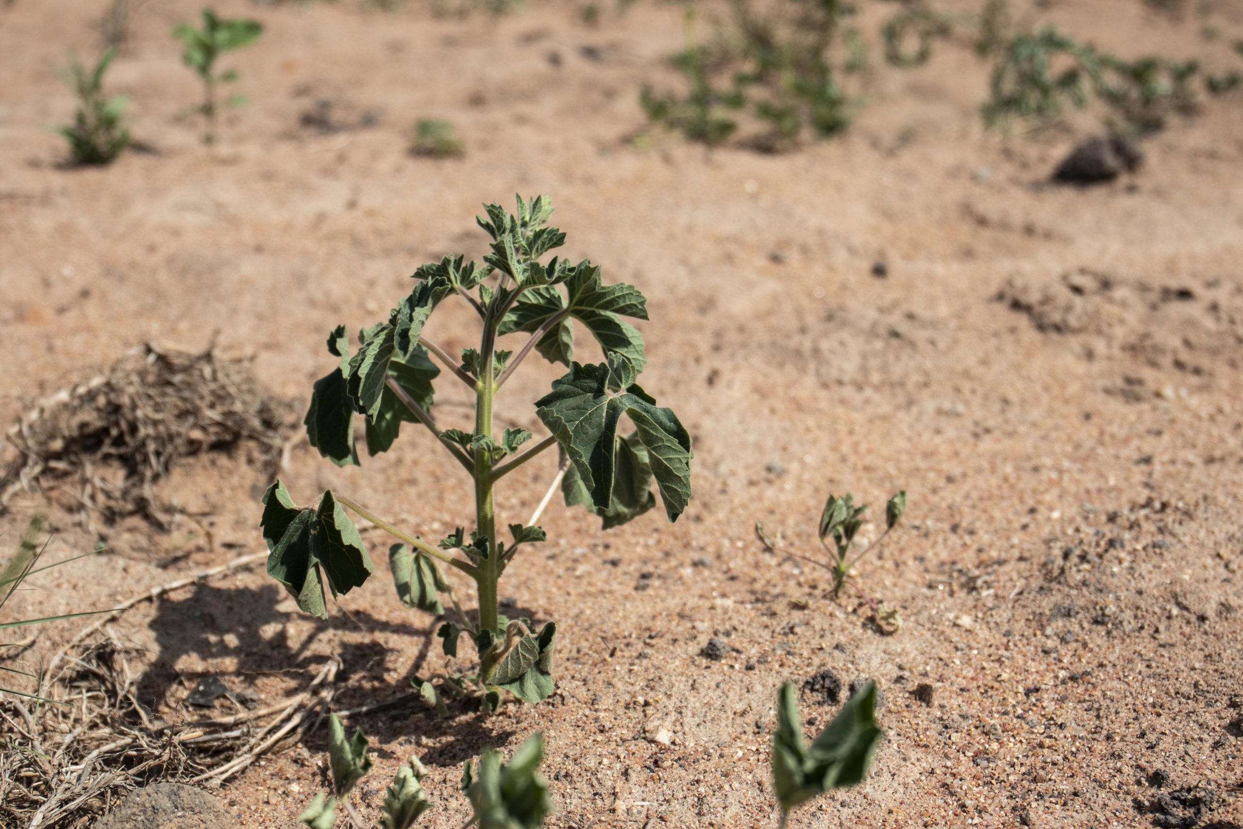 Grøntsager i tørkeramte Zimbabwe