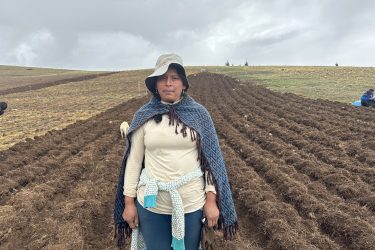 Kartoffelbonde på sin mark i Peru